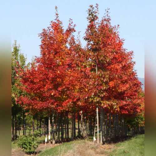 Дуб красный «Аурея» (Aurea)