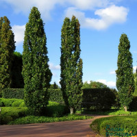 Дуб черешчатый «Фастигиата» (Fastigiata)