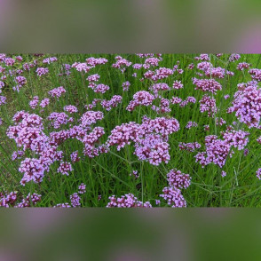 Душица обыкновенная