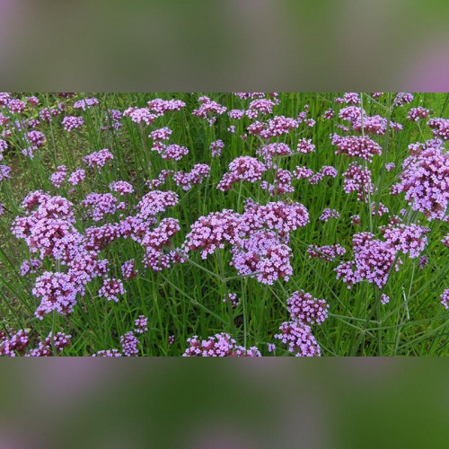 Душица обыкновенная