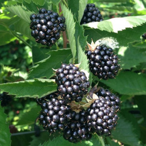 Ежевика «Трипл Краун»