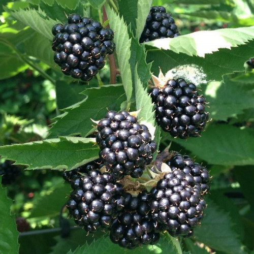 Ежевика «Трипл Краун»