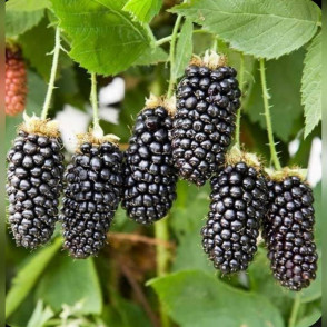 Ежевика Дойл