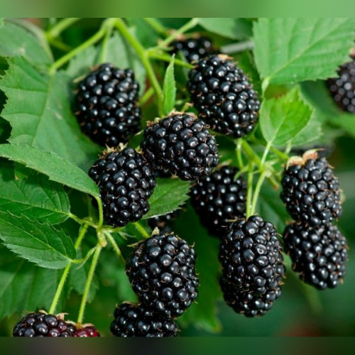 Ежевика Лох Тей