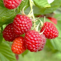 Ежемалина Ред Даймонд