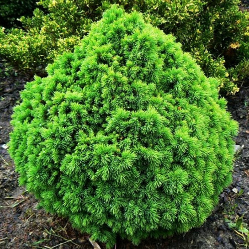 Ель канадская «Альберта Глоб»