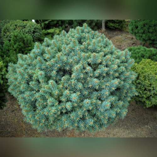 Ель колючая «Брунек»