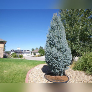 Ель колючая «Изели Фастигиата»