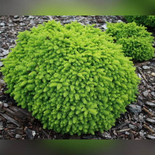 Ель обыкновенная «Литтл Джем»