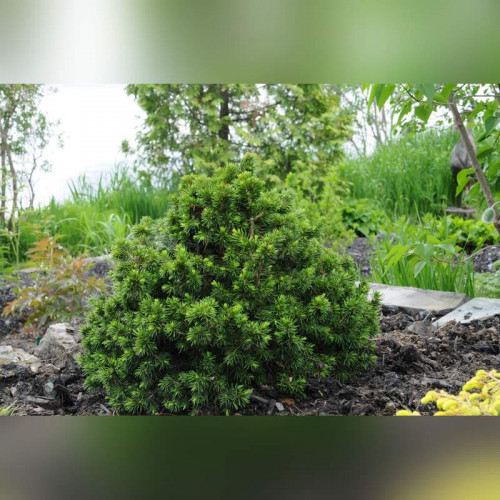 Ель обыкновенная «Томпа»