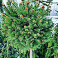 Ель Барри на штамбе