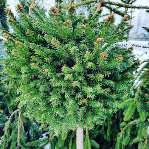 Ель Барри на штамбе