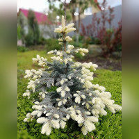 Ель колючая Биалобок (Bialobok)