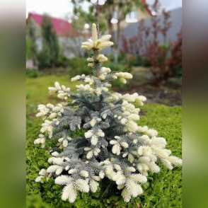 Ель колючая Биалобок (Bialobok)