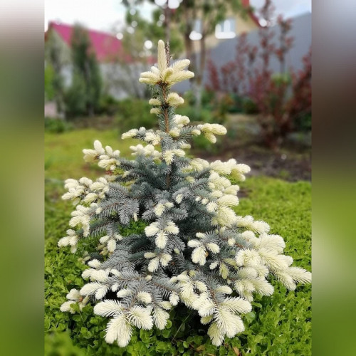 Ель колючая Биалобок (Bialobok)