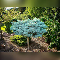 Ель колючая «Глаука Глобоза» на низком штамбе