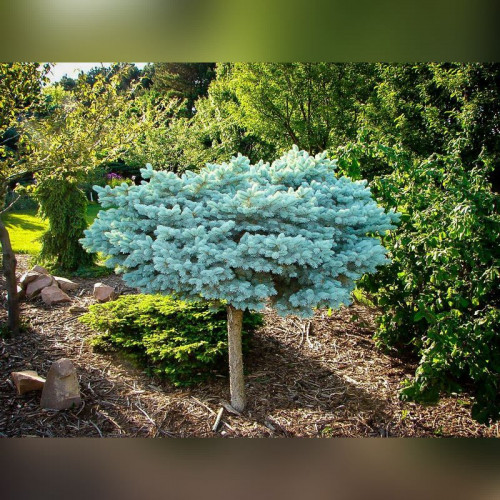 Ель колючая «Глаука Глобоза» на низком штамбе