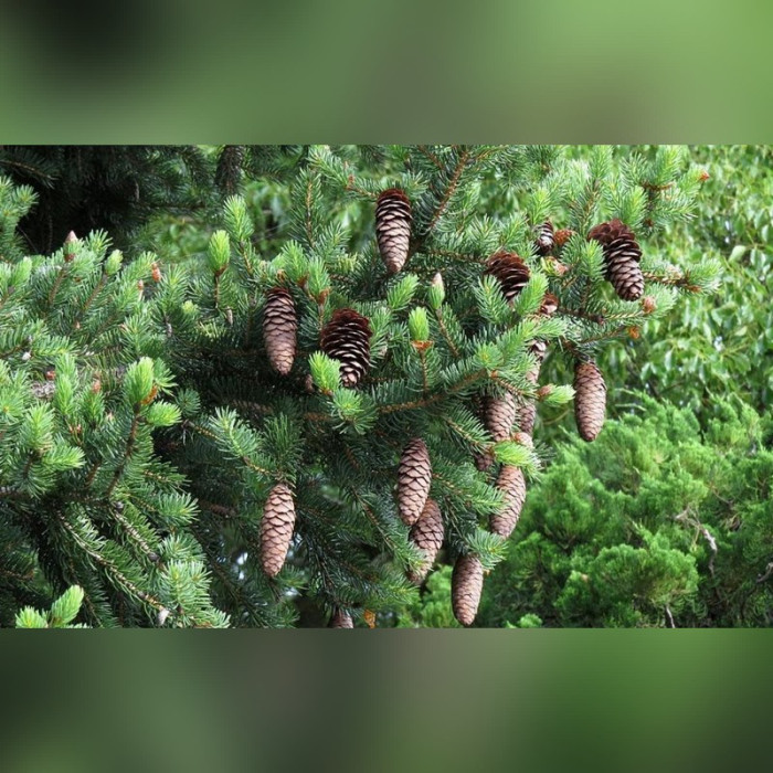 Ель Изящная (Picea polita)