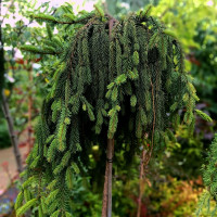 Ель Инверса на штамбе (Inversa)