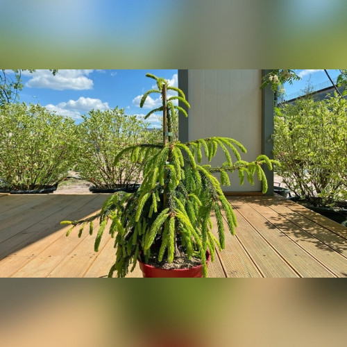 Ель Лорелей (Picea abies Loreley)