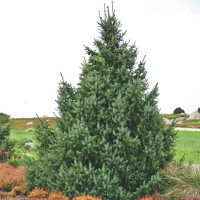 Ель сербская (Picea omorika)