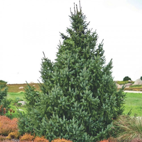 Ель сербская (Picea omorika)