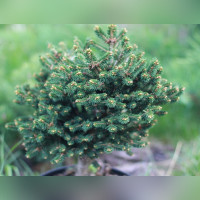 Ель Хистрикс (Picea abies Hystrix) на штамбе