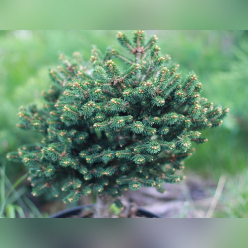 Ель Хистрикс (Picea abies Hystrix) на штамбе