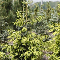 Ель восточная «Ауреоспиката»