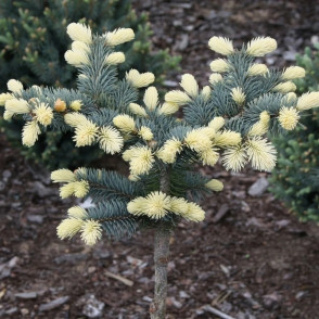 Ель колючая «Биалобок» (Bialobok) на штамбе