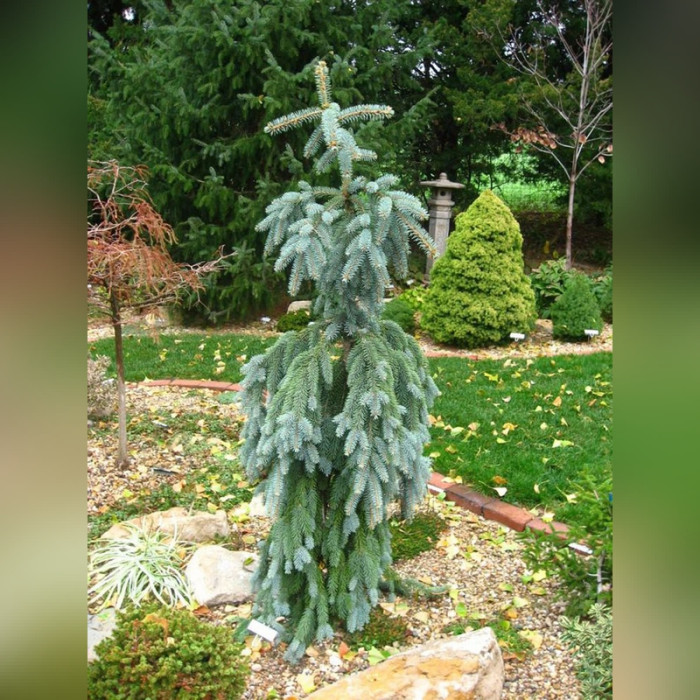 Ель колючая «Глаука Пендула» (Picea pungens Glauca Pendula)