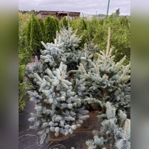 Ель колючая «Костер»