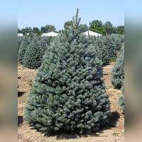 Ель колючая «Фат Альберт»