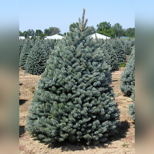 Ель колючая «Фат Альберт»