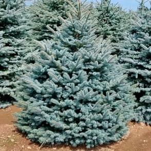 Ель колючая «Эдит» ( Picea pungens Edith)