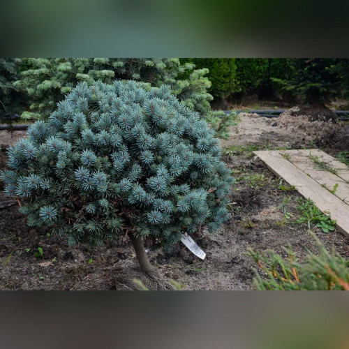 Ель колючая Пали (Picea pungens Pali)
