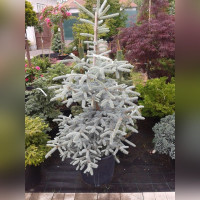 Ель колючая Эрих Фрам