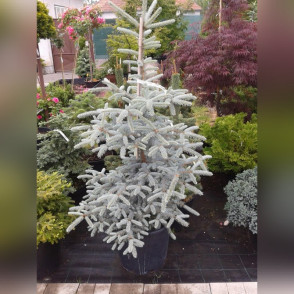 Ель колючая Эрих Фрам