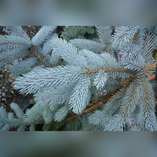 Ель колючая голубая (Picea pungens)