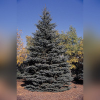 Ель колючая голубая (Pīcea pūngens)