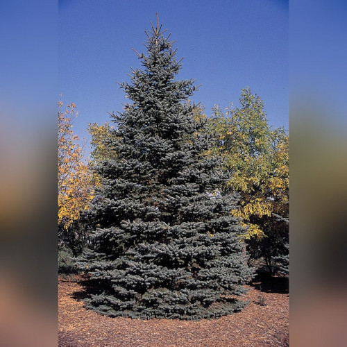 Ель колючая голубая (Pīcea pūngens)