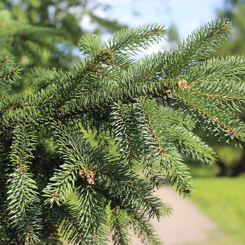 Ель обыкновенная «Август»