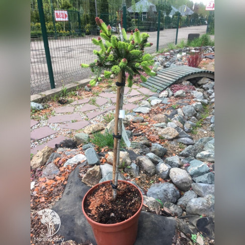 Ель обыкновенная «Акрокона» на штамбе