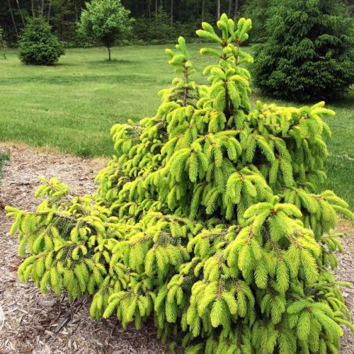 Ель обыкновенная «Голд Дрифт»