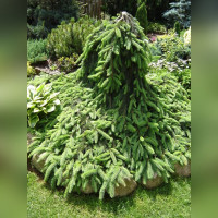 Ель обыкновенная «Инверса» (Inversa)