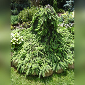 Ель обыкновенная «Инверса» (Inversa)