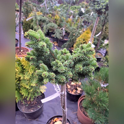 Ель обыкновенная «Маунтнерам» (Mouthneram) на штамбе