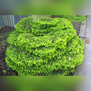 Ель обыкновенная «Нидиформис»