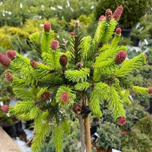 Ель обыкновенная «Пуш»