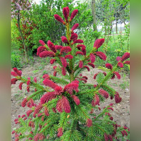 Ель обыкновенная «Рыдал» (Picea abies Rydal)